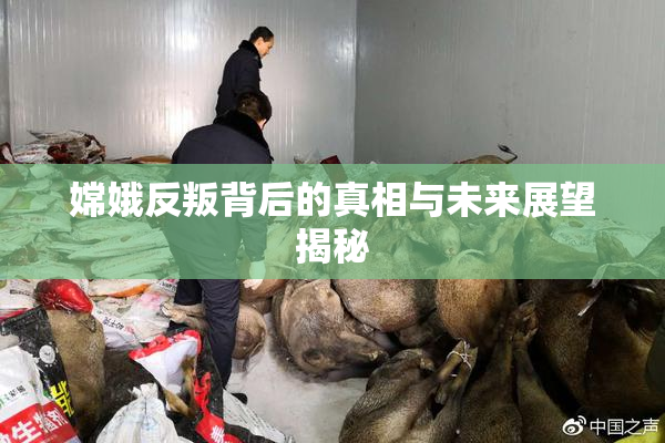 嫦娥反叛背后的真相与未来展望揭秘
