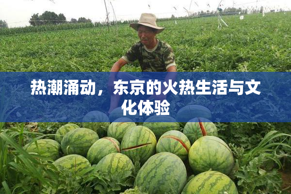 热潮涌动，东京的火热生活与文化体验