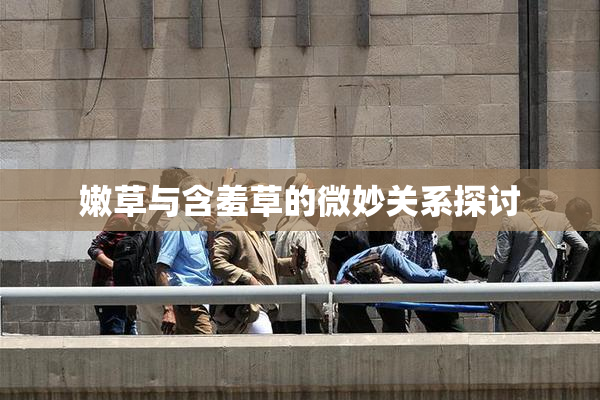 嫩草与含羞草的微妙关系探讨