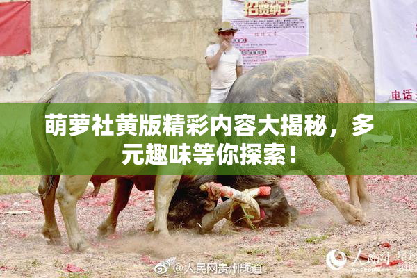 萌萝社黄版精彩内容大揭秘，多元趣味等你探索！