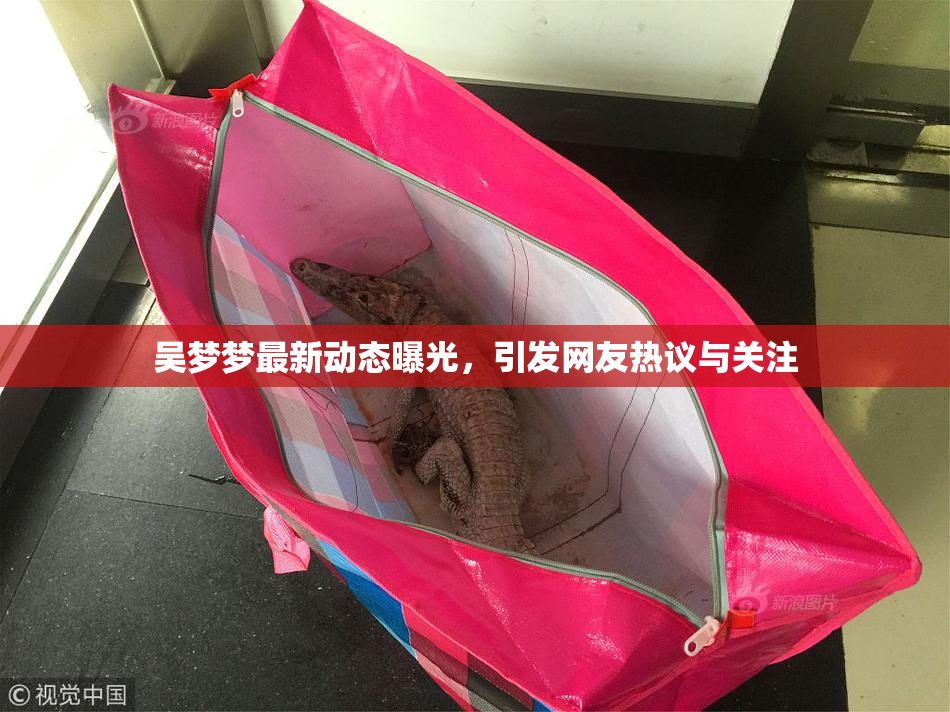 吴梦梦最新动态曝光，引发网友热议与关注