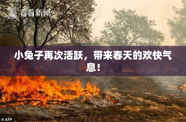 小兔子再次活跃，带来春天的欢快气息！