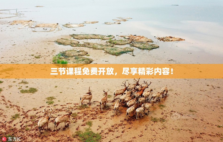 三节课程免费开放，尽享精彩内容！