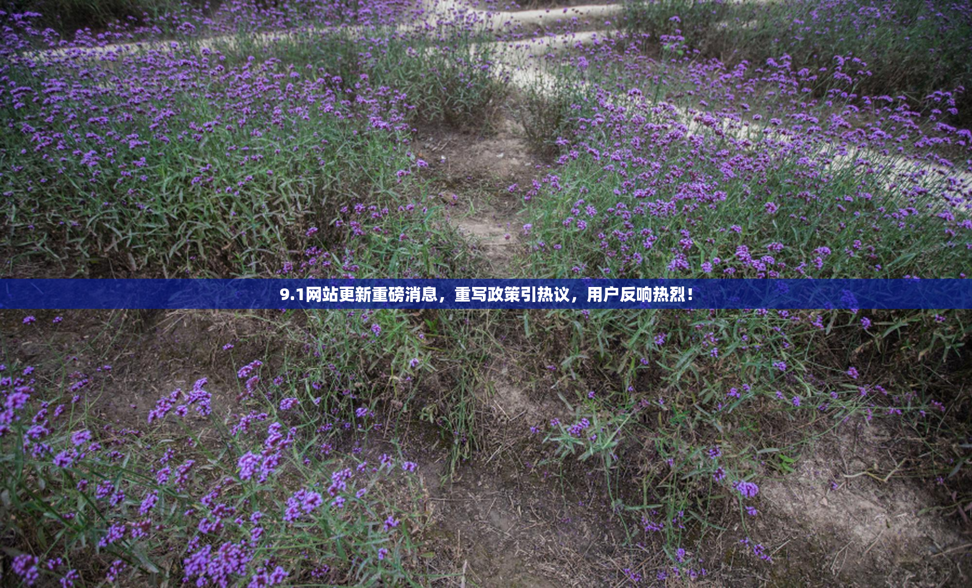 9.1网站更新重磅消息，重写政策引热议，用户反响热烈！