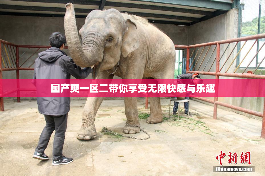 国产爽一区二带你享受无限快感与乐趣