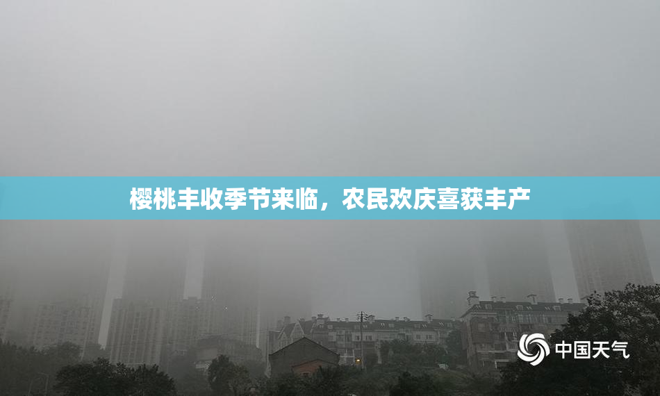 樱桃丰收季节来临，农民欢庆喜获丰产