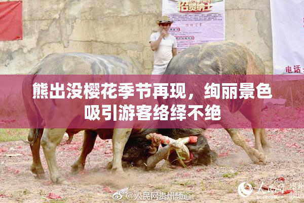 熊出没樱花季节再现，绚丽景色吸引游客络绎不绝