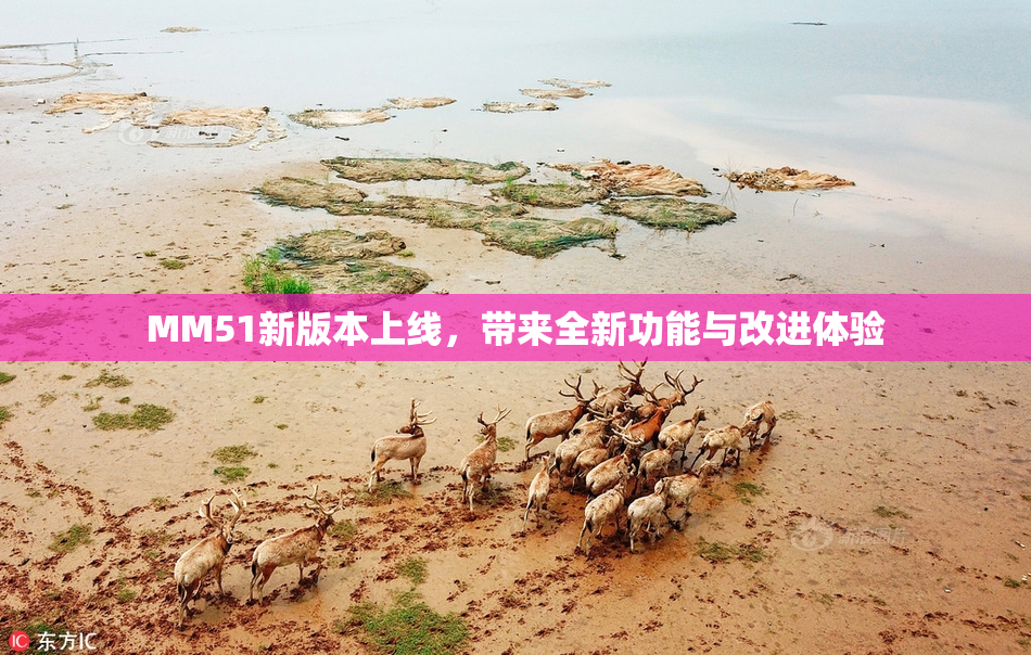 MM51新版本上线，带来全新功能与改进体验