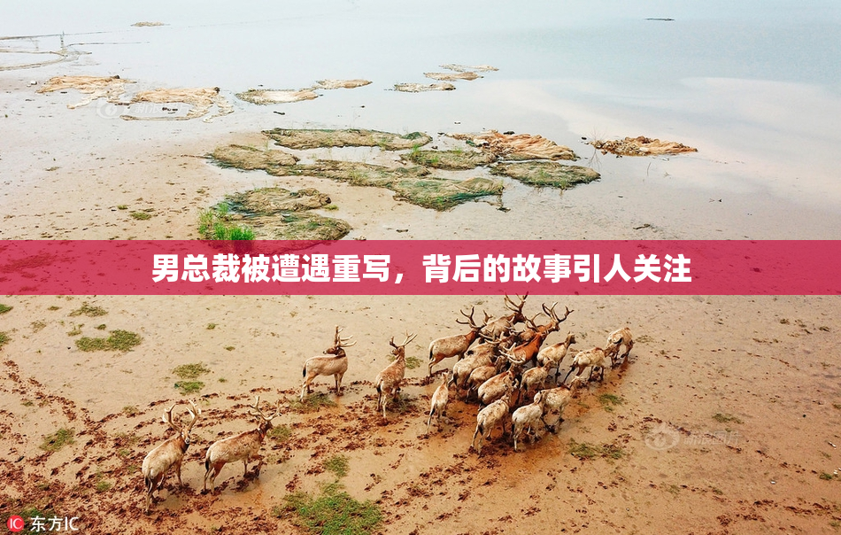 男总裁被遭遇重写，背后的故事引人关注