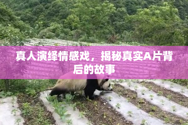 真人演绎情感戏，揭秘真实A片背后的故事