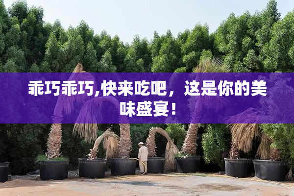 乖巧乖巧,快来吃吧，这是你的美味盛宴！