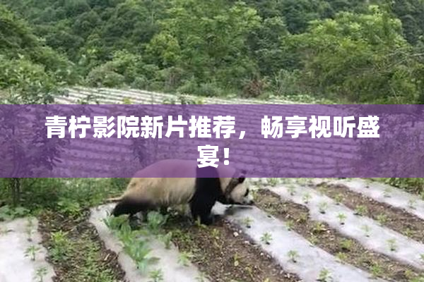青柠影院新片推荐，畅享视听盛宴！