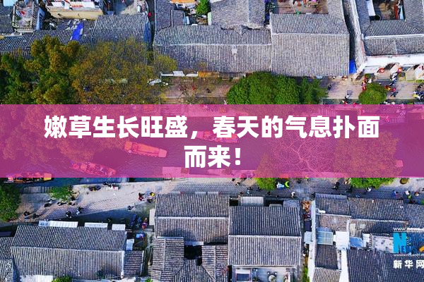 嫩草生长旺盛，春天的气息扑面而来！