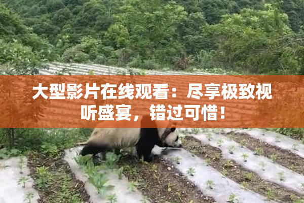 大型影片在线观看：尽享极致视听盛宴，错过可惜！