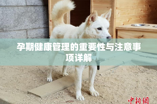 孕期健康管理的重要性与注意事项详解