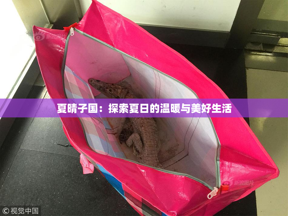 夏晴子国：探索夏日的温暖与美好生活
