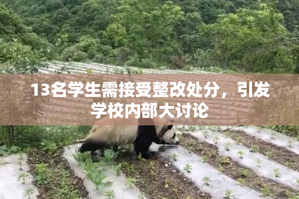 13名学生需接受整改处分，引发学校内部大讨论