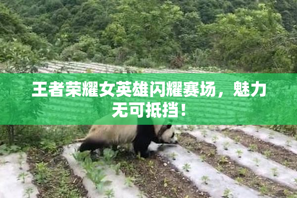 王者荣耀女英雄闪耀赛场，魅力无可抵挡！