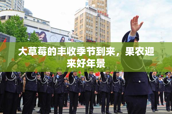 大草莓的丰收季节到来，果农迎来好年景