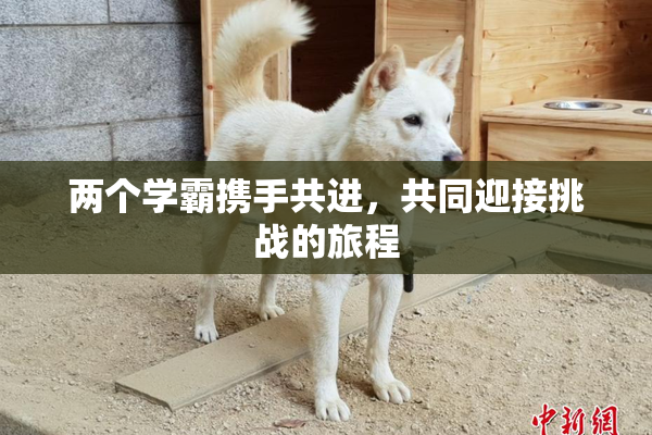 两个学霸携手共进，共同迎接挑战的旅程