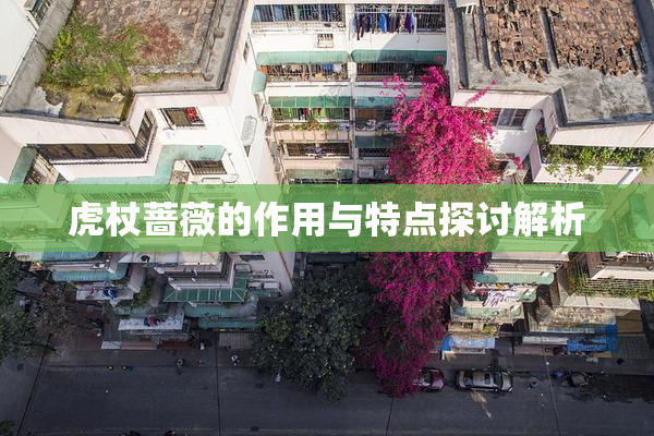 虎杖蔷薇的作用与特点探讨解析