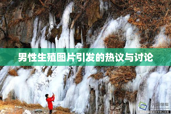 男性生殖图片引发的热议与讨论