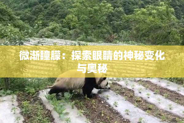 微渐瞳朦：探索眼睛的神秘变化与奥秘