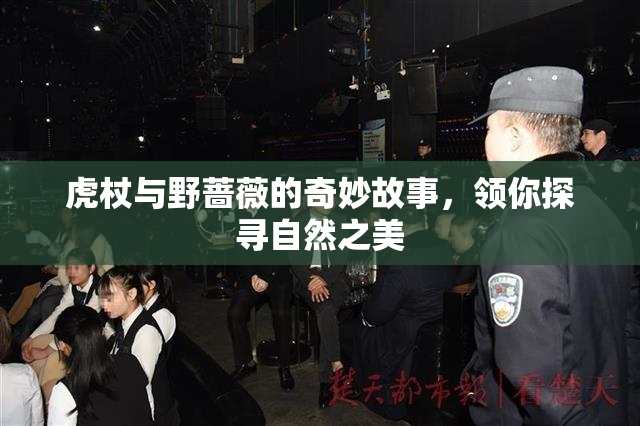 虎杖与野蔷薇的奇妙故事，领你探寻自然之美
