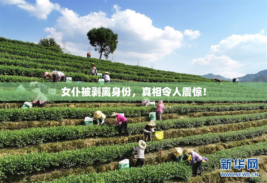 女仆被剥离身份，真相令人震惊！