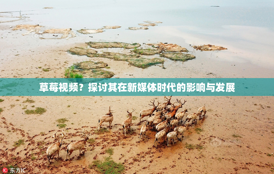 草莓视频？探讨其在新媒体时代的影响与发展