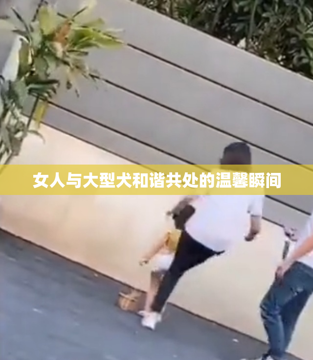 女人与大型犬和谐共处的温馨瞬间