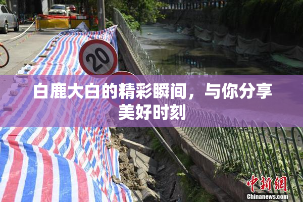 白鹿大白的精彩瞬间，与你分享美好时刻
