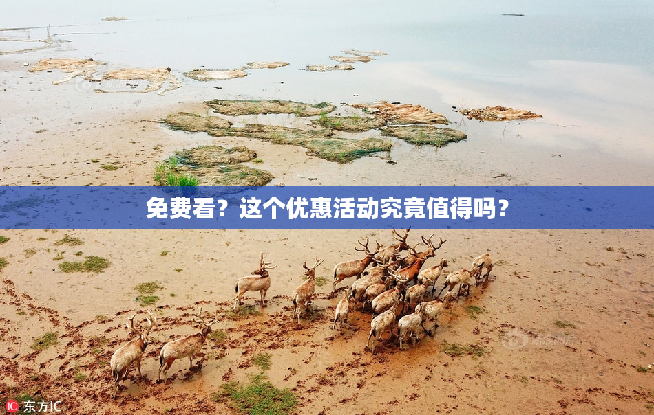 免费看？这个优惠活动究竟值得吗？