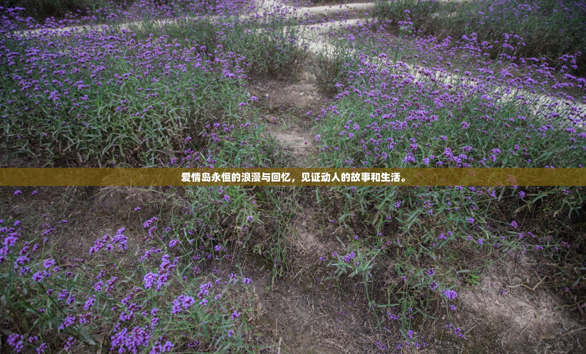 爱情岛永恒的浪漫与回忆，见证动人的故事和生活。