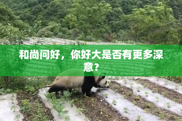 和尚问好，你好大是否有更多深意？