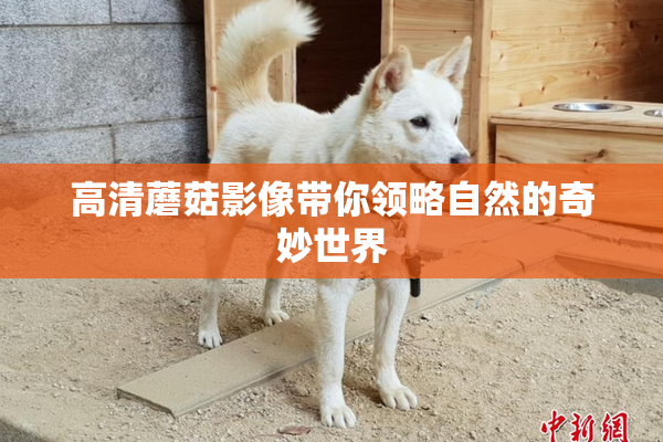 高清蘑菇影像带你领略自然的奇妙世界