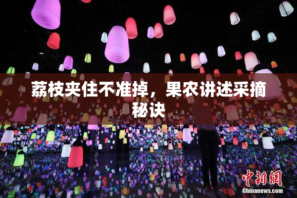 荔枝夹住不准掉，果农讲述采摘秘诀