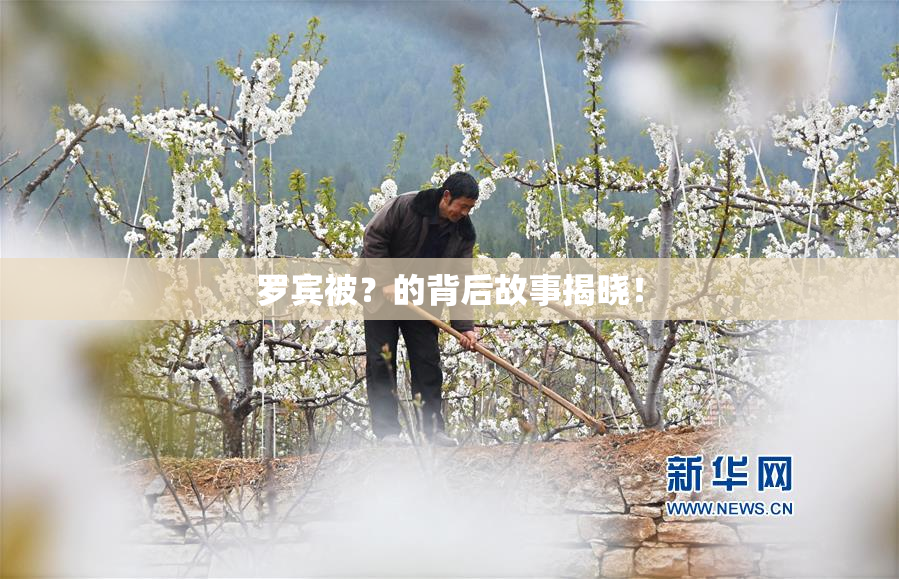 罗宾被？的背后故事揭晓！