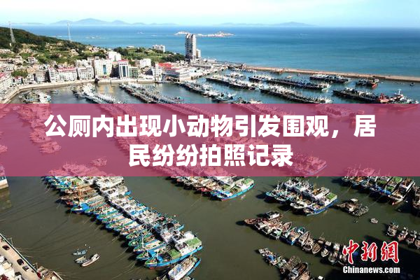 公厕内出现小动物引发围观，居民纷纷拍照记录