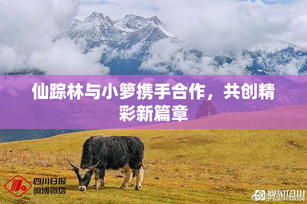 仙踪林与小箩携手合作，共创精彩新篇章