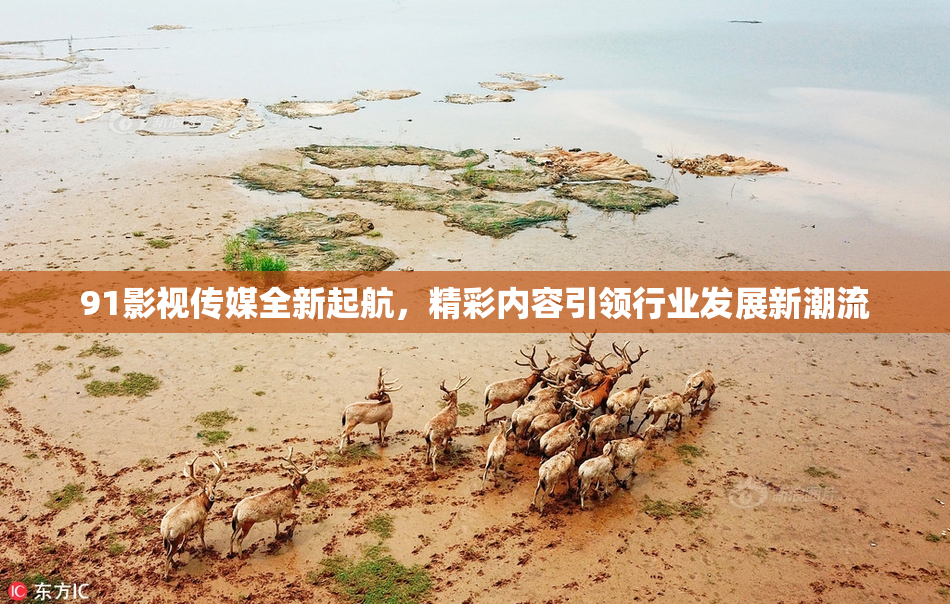 91影视传媒全新起航，精彩内容引领行业发展新潮流