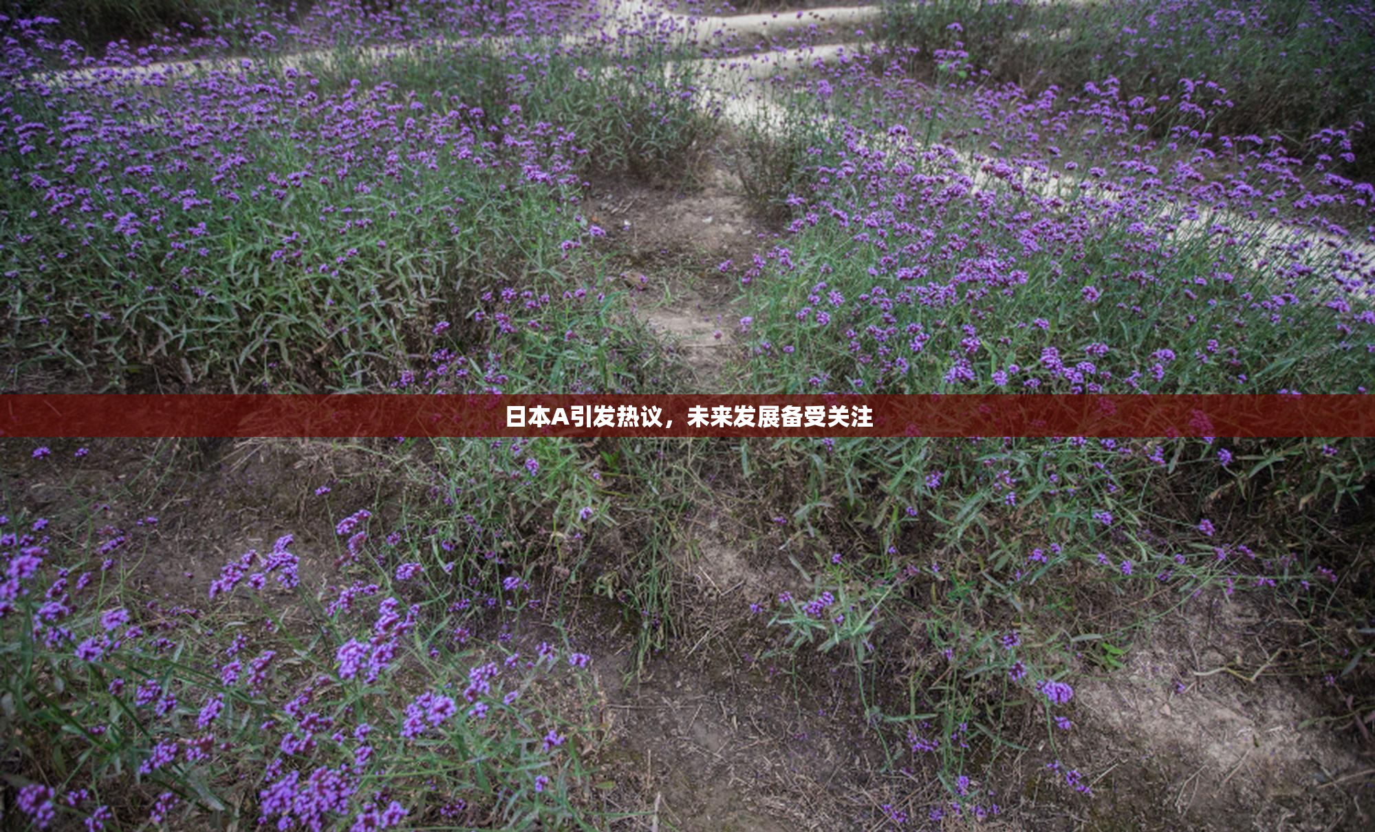 日本A引发热议，未来发展备受关注