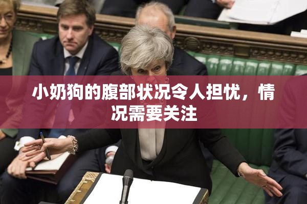 小奶狗的腹部状况令人担忧，情况需要关注