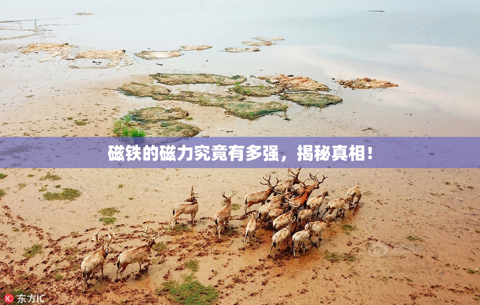 磁铁的磁力究竟有多强，揭秘真相！