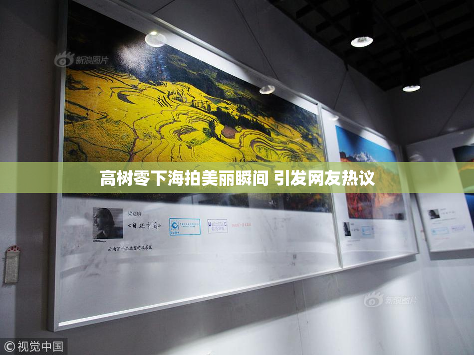 高树零下海拍美丽瞬间 引发网友热议