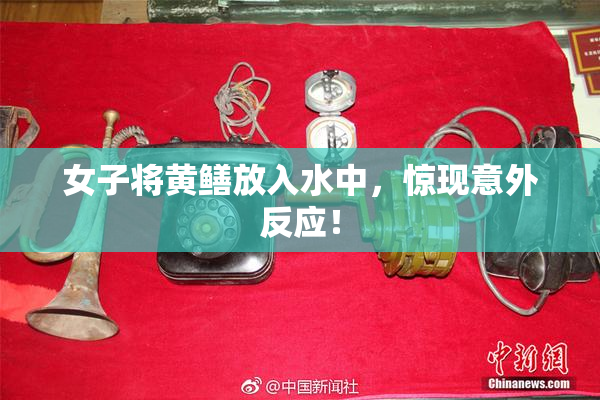 女子将黄鳝放入水中，惊现意外反应！