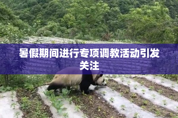 暑假期间进行专项调教活动引发关注