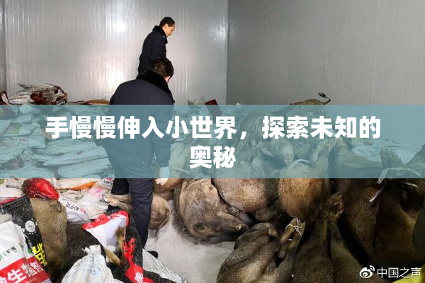 手慢慢伸入小世界，探索未知的奥秘