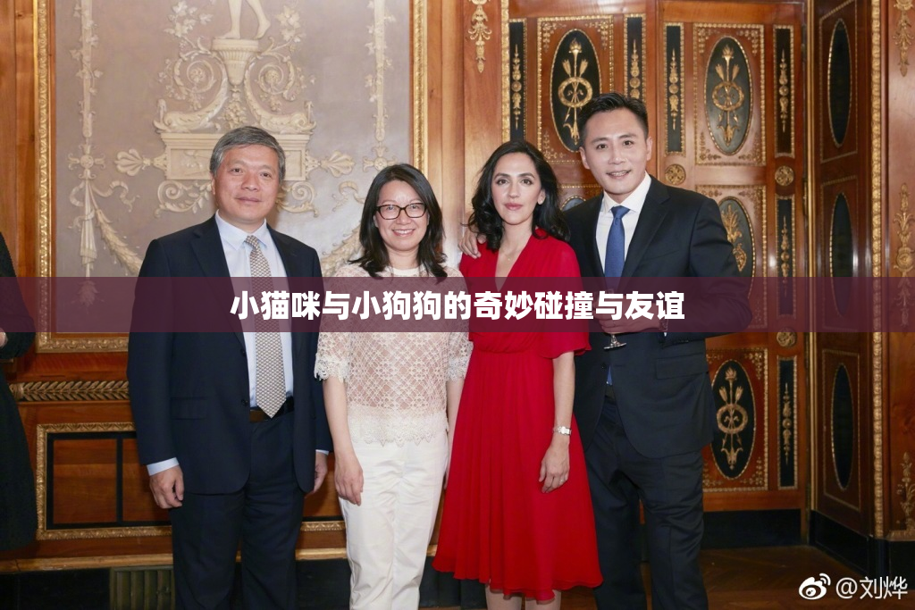 小猫咪与小狗狗的奇妙碰撞与友谊