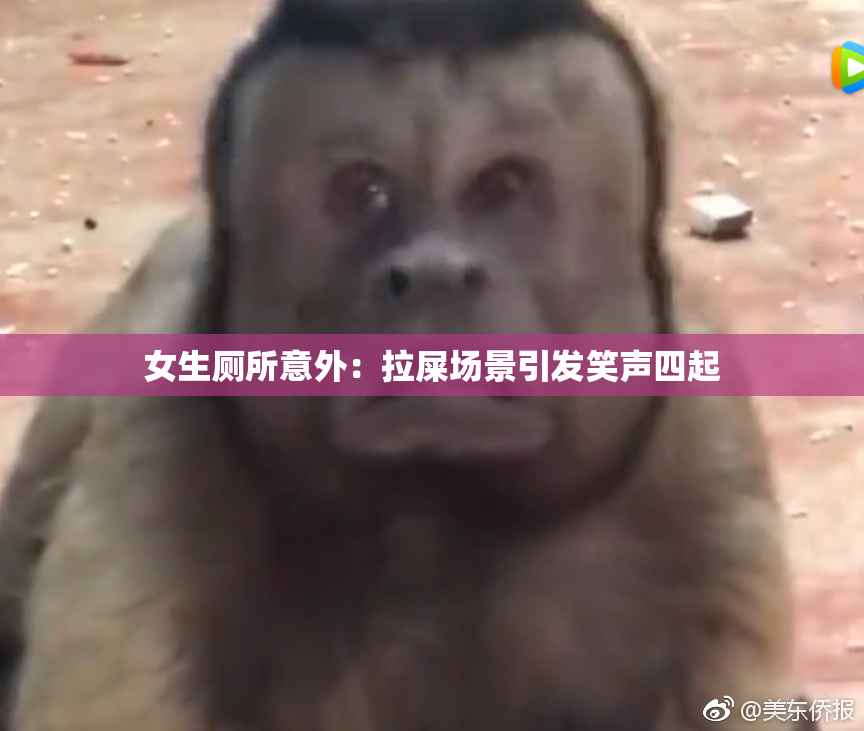 女生厕所意外：拉屎场景引发笑声四起